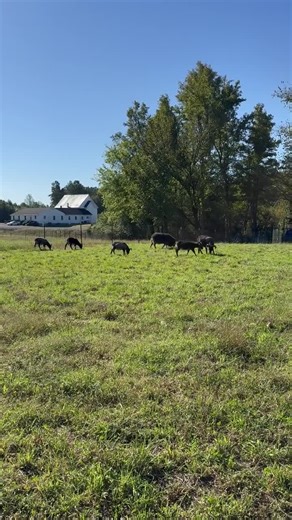 Jewel Lambswool Raw Fleece 1lb 4oz Icelandic Wool--rugmaking, Spinning Wheel, Raw Wool, Virgin Wool, Knitting, Crochet, Felting, Sheep - Etsy