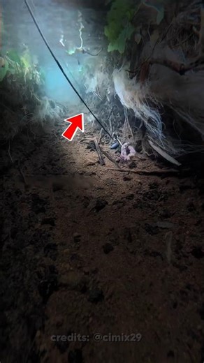 Even fish or human never fall for such traps