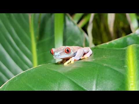 Chwytnica czerwonooka w naszej dżungli! - Agalychnis callidryas