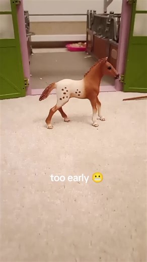 Understanding the Development Stages of Horses