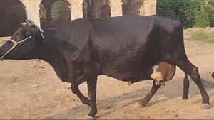 مزید معلومات کے لیے رابطہ کر سکتے ہیں بہت شکریہ ۔ دوسرا سوا ساتھ بچھڑی تازی سوی ھوی ہے ۔16/17 کلو دودھ قیمت/ 380,000 کراس گائے 🐄 گرمی برداشت کرنے والی ۔ 0 3 4 2 7 5 4 2 1 0 0 03008963690 / 03416923205 | مویشی منڈی Tv