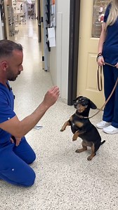 Ever see a dachshund give “patty cake”!? April can! So weinerful! #DachshundLove #cutenessoverload #dogsrule #veterinarian #vetmed #dogtricks #weens #dachshund | Adam Christman