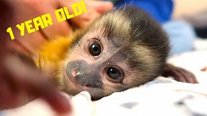 113K views · 9.5K reactions | MonkeyHappy is almost 1 year old so in celebration we made this fun little video highlighting some of Happy's best moments!  Happy wants to know.. .When is your birthday?  | MonkeyBoo | Facebook