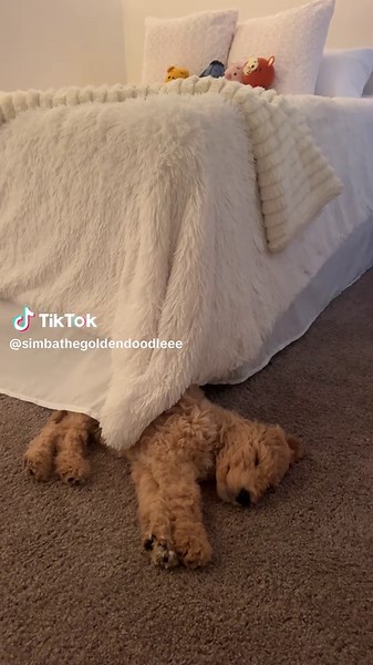 Golden Doodle Best Friend Moments