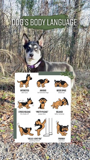 Understanding Your Pet's Body Language