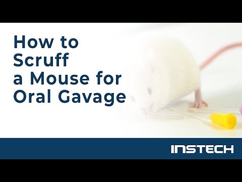 How to Scruff a Mouse for Oral Gavage