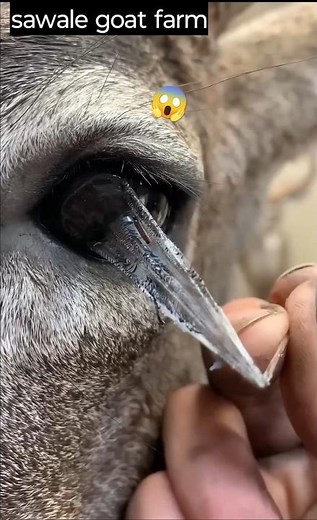 इस पशु की आँख मे ये क्या हुआ😱| #trending #viralvideo #facts #pets #animals #sawale #goat #farming