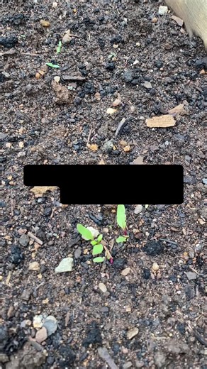 Beetroot Seed Germination Tips for Successful Growth