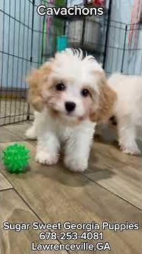 3 Month Old Cavachon Puppies For Sale| Friendly Pups Ready In North Atlanta