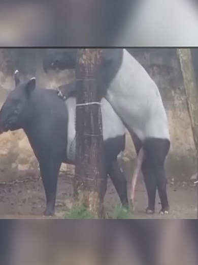 Nature's Mating Rituals: Fascinating Animal Behavior