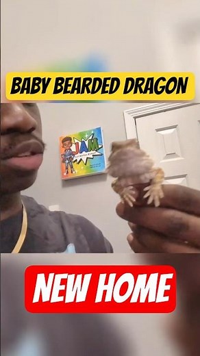 Baby Bearded Dragon’s NEW Home Tour! 🦎✨