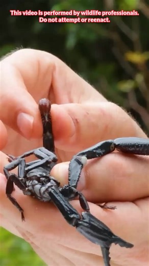 Mark Got STUNG by the World's LARGEST Scorpion! This was one of the most intense sting challenges yet: the Giant Forest Scorpion! With massive pincers and a venomous sting, this formidable arachnid is built for defense. | Brave Wilderness
