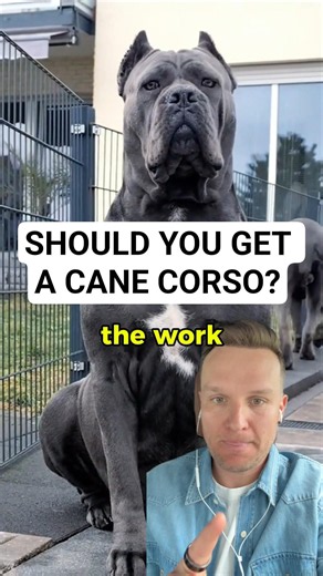 What You Should Know Before Getting a Cane Corso