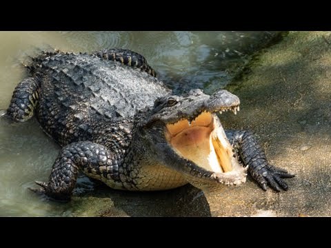TOP 10 Animales Más Peligrosos Del Mundo