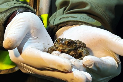 Citizen 'frog patrol' helps amphibians survive a dangerous road journey in Poland