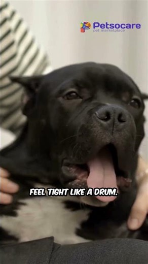 Unproductive Retching: Surgical Crisis