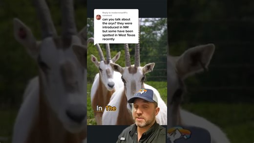 Key facts about the exotic scimitar oryx