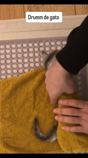 Informerdepacotilla on Instagram: "En este vídeo del informer se ve a un tío en una cocina preparando un dürum como si nada, estirando la tortilla… y de repente aparece un gato metiéndose dentro como si fuera el ingrediente estrella. El hombre sigue liándolo muy serio, el gato asoma la cabeza con cara de “¿qué haces?”, y al segundo salta fuera tan tranquilo. Todo es tan absurdo que nadie sabe si es una receta o un sketch. La voz en off remata: “Cuando el gato quiere ser relleno… pero solo para s