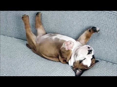 Die niedlichsten und lustigsten kleinen Hunde - Lustige Haustiere Videos