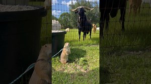 Dramatic Prairie Dog with Her Goat Friend