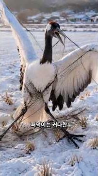 Crane caught in a net