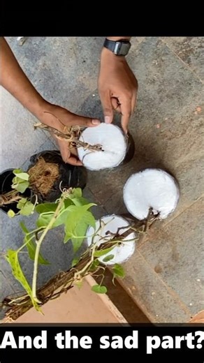 “Exotic Flora Website – SCAM or LEGIT? #onlineplants #exoticflowers