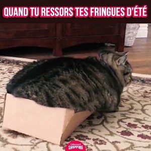 481K views · 3.3K reactions | Chaque année c'est pareil ...  | Cdiscount Shopping | Facebook