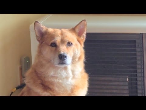 ドライヤー中無になるオイヌ様(雑種犬)