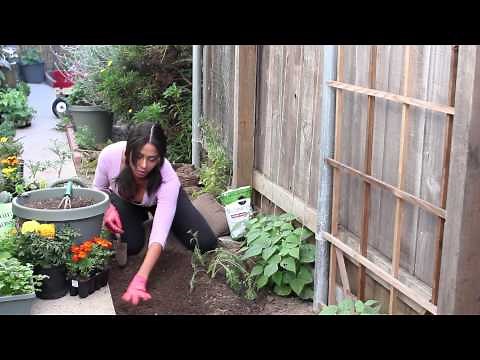 How to Fertilize Carrots : The Chef's Garden