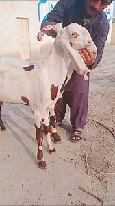 1.9K views · 13 reactions | Siraj Bhai 03317358188 Mashallah 殺New Entry Full Tota face殺 Top quality Abluk print main bakre 殺khubsurat Nasli chezan 殺Age 8 mah ♥️ Whatsapp 03491916494 | Siraj Goat Farm | Facebook