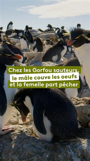 Chez les Gorfous sauteurs, ce sont les mâles qui couvent les œufs ! Aux îles Malouines, les gorfous sauteurs vivent en grandes colonies. Lorsque débute la saison des naissances, les mâles couvent seuls les œufs tandis que les femelles partent pêcher. Après plusieurs semaines en mer, elles reviennent chargées de poissons. Mais les eaux tumultueuses de l'Atlantique sud compliquent leur retour : pour retrouver leur famille, elles doivent gravir des falaises vertigineuses. Retrouvez le documentaire 