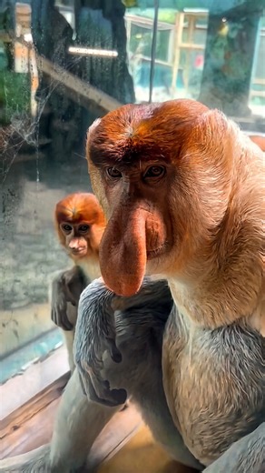 Animals That Sound DISTURBING! #shorts #AnimalSounds #wildanimals