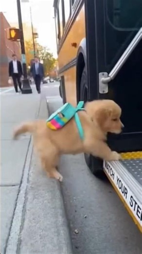 Wait for me, driver! I'm not on yet. #funnyanimals #shorts