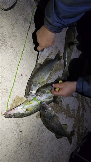 Bleeding Out Lake Erie Walley #thenorthernspike