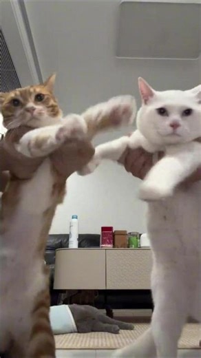 Funny cats dancing #cat #dance #shortsfeed #shorts