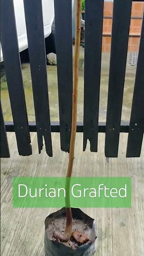 🌿 Grafted Durian Backyard Planting | How to Grow Durian: A Step-by-Step Guide | See Comment