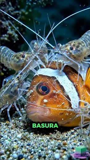 Shrimp have antennae, an exoskeleton… and some even call them “the cockroaches of the sea”
