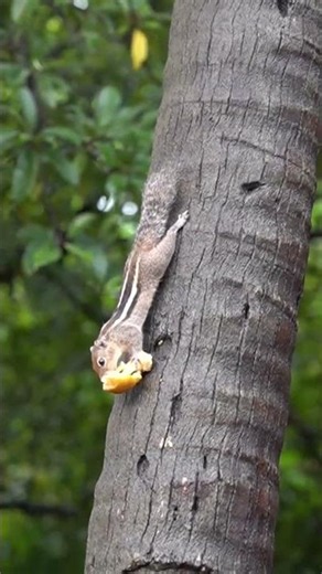 Cute Squirrel in Nature 🐿️ | Adorable Squirrel Eating | Relaxing Wildlife Video