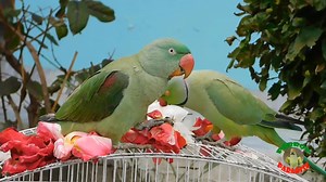 4.9K views · 160 reactions | Amazing Video of Ringneck and Alexandrine Parrots | Parrot Paradise | Facebook
