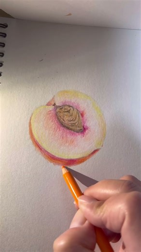Peach Cross Section Drawing ASMR