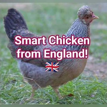 This British Chicken Lays BLUE Eggs?! 🐔💙 | The Smart Legbar Breed