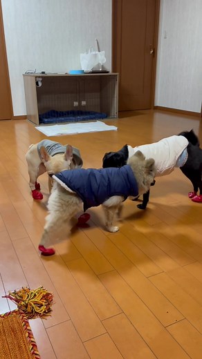 犬用の靴下履かせてみた！#ポメラニアン #ポメパグ #パグポメ#フレンチブルドッグ #犬のいる暮らし #靴下犬 #犬用靴下 #歩き方 #歩き方忘れる #歩き方かわいい #おすすめ #おすすめにのりたい #fyp