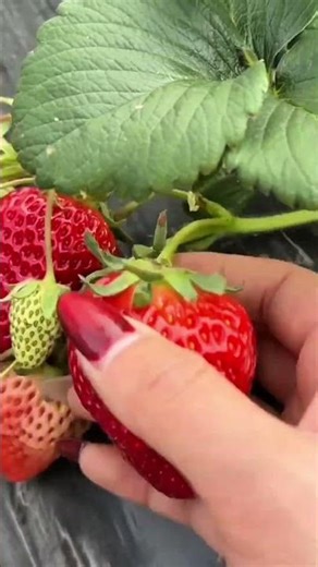 Harvesting a large red strawberry from the plant then placing it carefully into a specialized crate