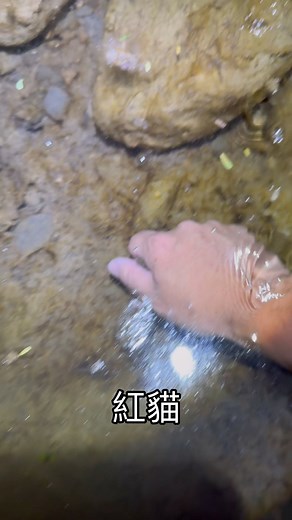 溪哥的雄魚-紅貓 身上閃耀藍綠色的花紋 可以說是最華麗的原生魚吧 進入繁殖期時 臉頰會出現有如青春痘的凸點 這是”追星”的表現 表示可以去壞壞準備下一代 #溪哥 #紅貓 | 陳國慶
