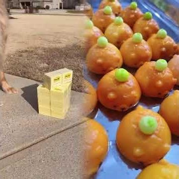 My dog did not enjoy my post-it note prank!