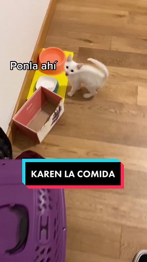 KAREEN LA COMIDAAA #gatitosgraciosos #gatitosbebes #gatitosmaullando #catsoftiktok