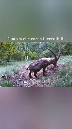 Non crederai mai a quanto sono grandi queste corna da vicino! 🐐🏔️