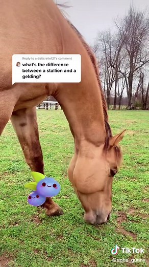 AQHA_Gunny on TikTok