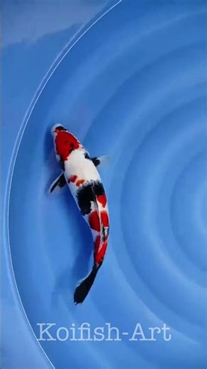 Koi Fish - Striking 32cm Maruten Showa Shiroji - A Bold Tri-Color Display #koihobby