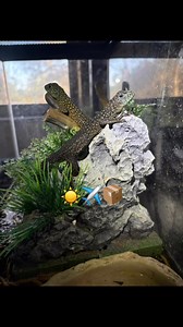 Southern Reptiles on Reels